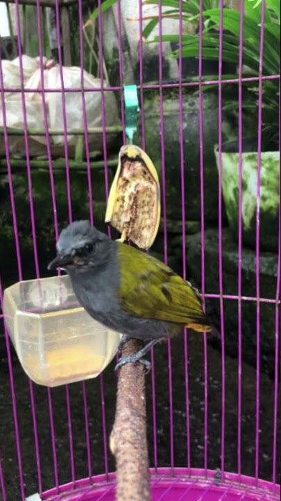 CUCAK KELABU GACOR | PANCINGAN BURUNG CUCAK KELABU | MASTERAN CUCAK KELABU | TEMBAKAN CUCAK KELABU