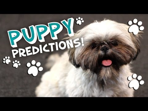 Puppy Predicts Oscar Best Picture 2014 - Puppy Movie Predictions HD