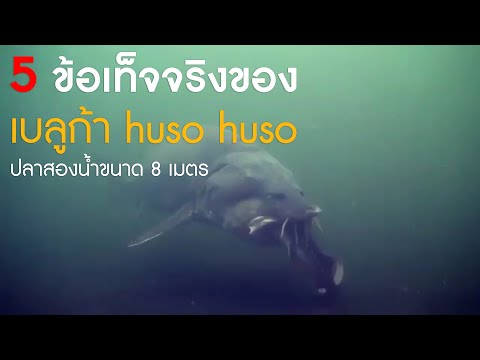 5 ข้อเท็จจริงของ 'เบลูก้า Huso huso' ปลาสองน้ำขนาดใหญ่ที่สุดในโลก