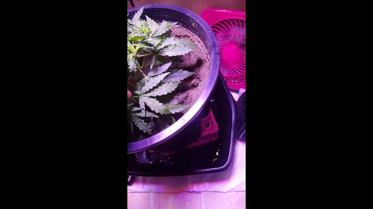 Actual day 17 for auto ultimate-- Perfect Sun MINI led grow