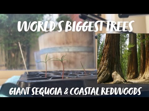 Video: Hvor lang tid tar det å vokse et sequoia-tre?