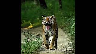 Kekuatan Harimau yang Akan Mengejutkanmu 🐅 #celanapendek #satwa liar