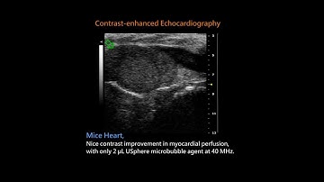 USphere™ Prime in Mice Myocardial Perfusion Imaging (on VisualSonics Vevo2100)
