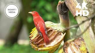 The Most Colorful Birds in the World Breathtaking Nature & Wonderful Birds Songs Stress Relief