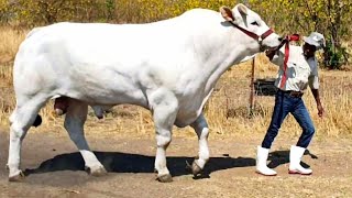 Chianina bull | 1200 kg at 32 months only - YouTube