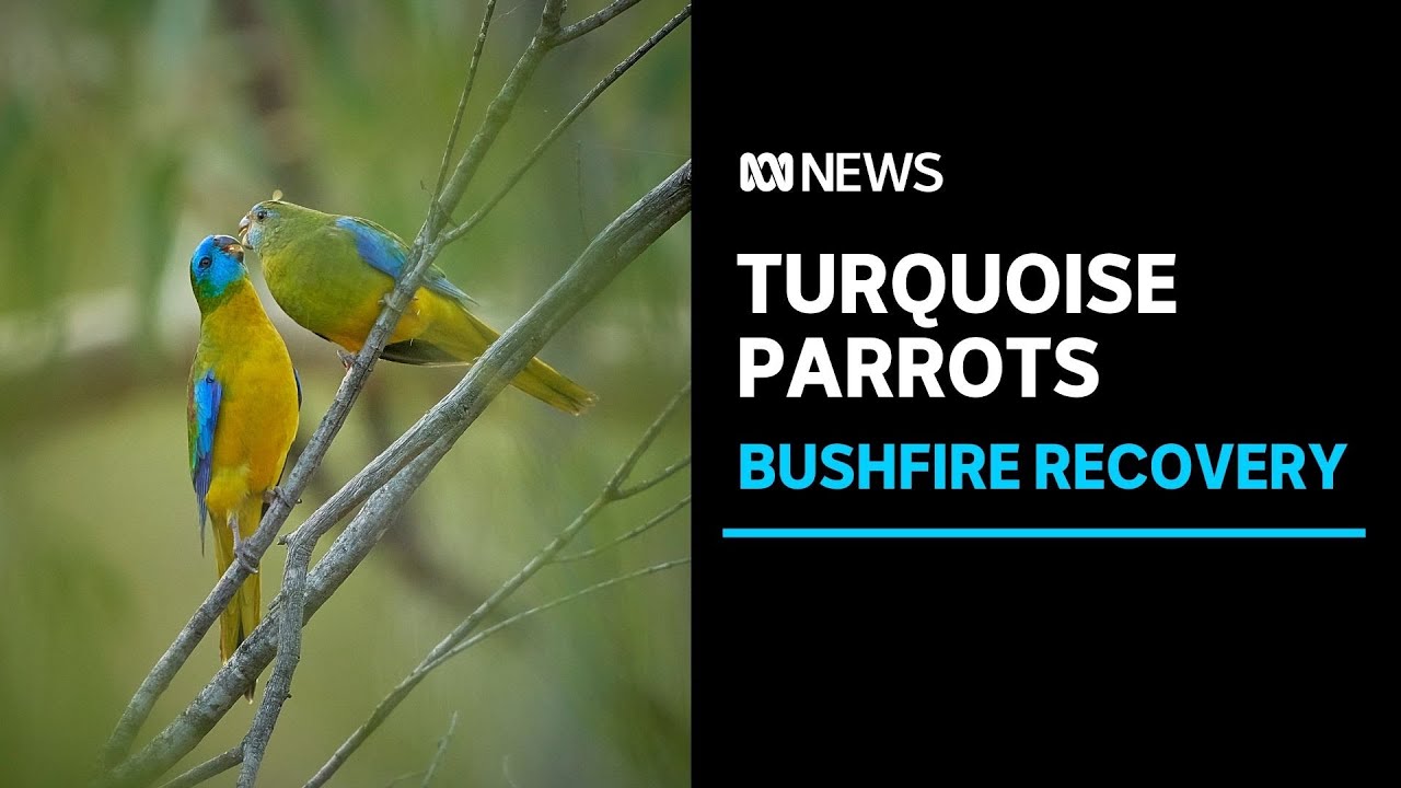 PYW2020 LIVE ABC News Australia