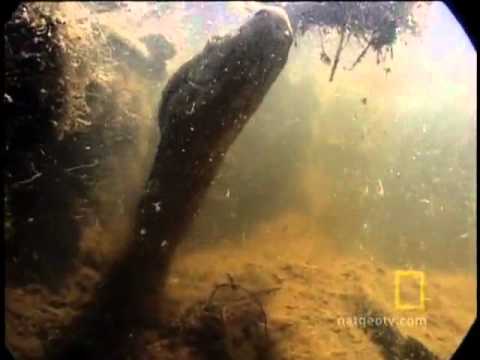 Anaconda Stalks Worlds Largest Rodent   VBOX7flv