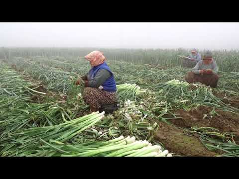 Video: Pırasa Hasadı Ve Saklanması