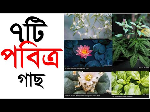 ভিডিও: পবিত্র পুদিনা