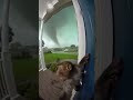 Doorbell Camera Captures Monkey Fighting For Its Life During Huge Tornado Tornado Monkey Aivideo Doorbell Camera Captures Monkey Fighting For Its Life During Huge Tornado Tornado Monkey Aivideo