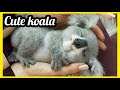 KOALA WRAPPED ON A TREE - KOALA COMPILATION - CUTE and FUNNY KOALA