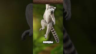 лемуры #животные