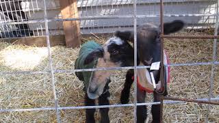 cemetery lambs waiting to be fed