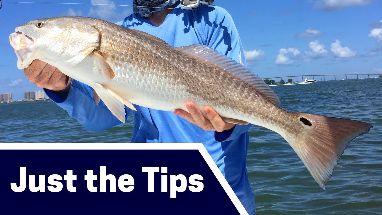 Spring Redfish Fishing Tips Where, Bait, and Tackle [Just the Tips