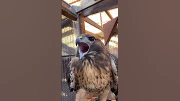 Крик краснохвостого ястреба 🦅Крик краснохвостого ястреба – уникален, именно поэтому в фильмах