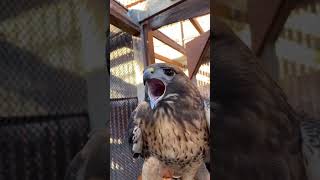 Крик Краснохвостого Ястреба 🦅Крик Краснохвостого Ястреба - Уникален, Именно Поэтому В Фильмах Resimi