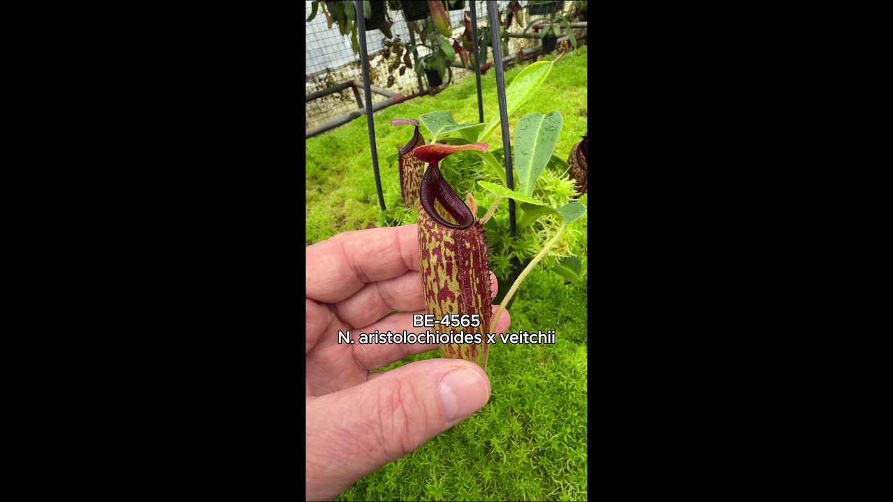 N.veitchii bareo(NE-32C)xN.mira(BE-3123) N.veitchii bareo NE-32C x N.