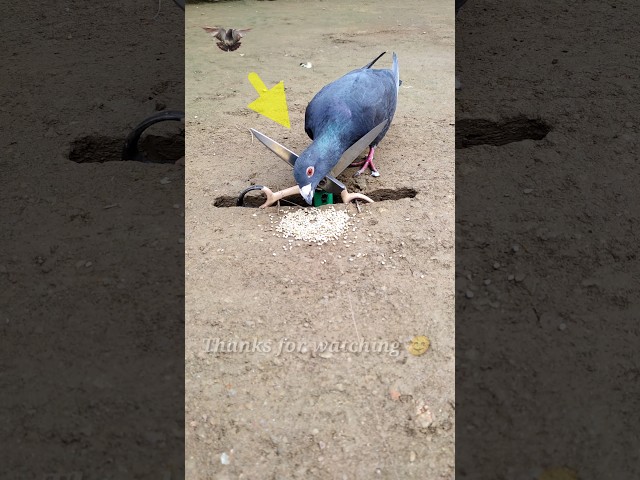 Pigeon trap | bird trap | Part 1 #shorts #youtubeshorts #ytshorts class=
