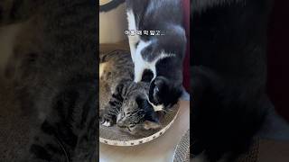 다묘가정 서열 잡도리 어떻게 해야하나요?ㅠ