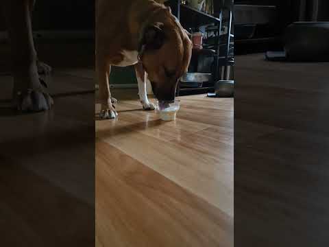 Gun-Dog Samus enjoys Ice Cream