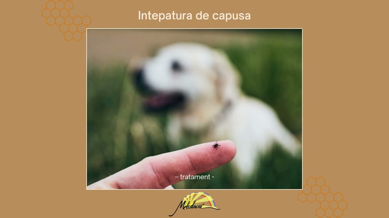 Intepatura de capusa, tratament, Lyme, Borrelia, neuroborelioza
