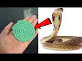 Magic ingredients  how to get rid of  snake  permanently in a natural way  magic ingredients