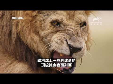 進入大貓的世界，頂級嚕貓體驗！｜野地的貓科｜動物星球頻道
