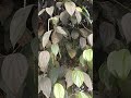 மிளகு கொடி 🍀🍀🍀🍀🌴🌴🌴