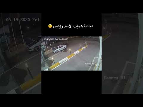 لحظه هروب الأسد روكس