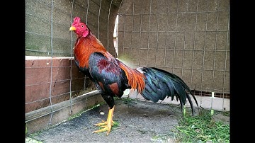 Small Bantam Qaib Thai  ( Hmong Qaib Dib )
