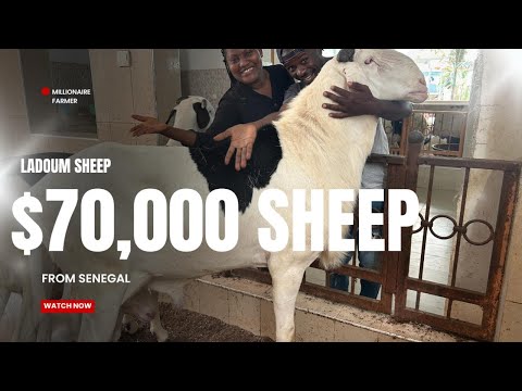    70 000        