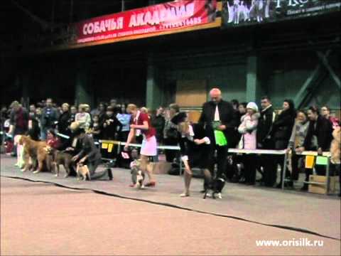 CACIB Екатеринбург -XXI век 20/11/2011 БИС беби