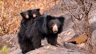 The Sloth Bears of India | Hindi Documentary | Presented by @DreamTV