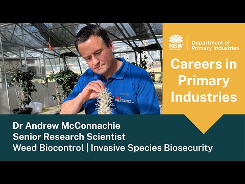 Careers in Primary