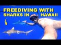 After DIVING WITH SHARKS, this is what I learned! | North Shore Hawaii
