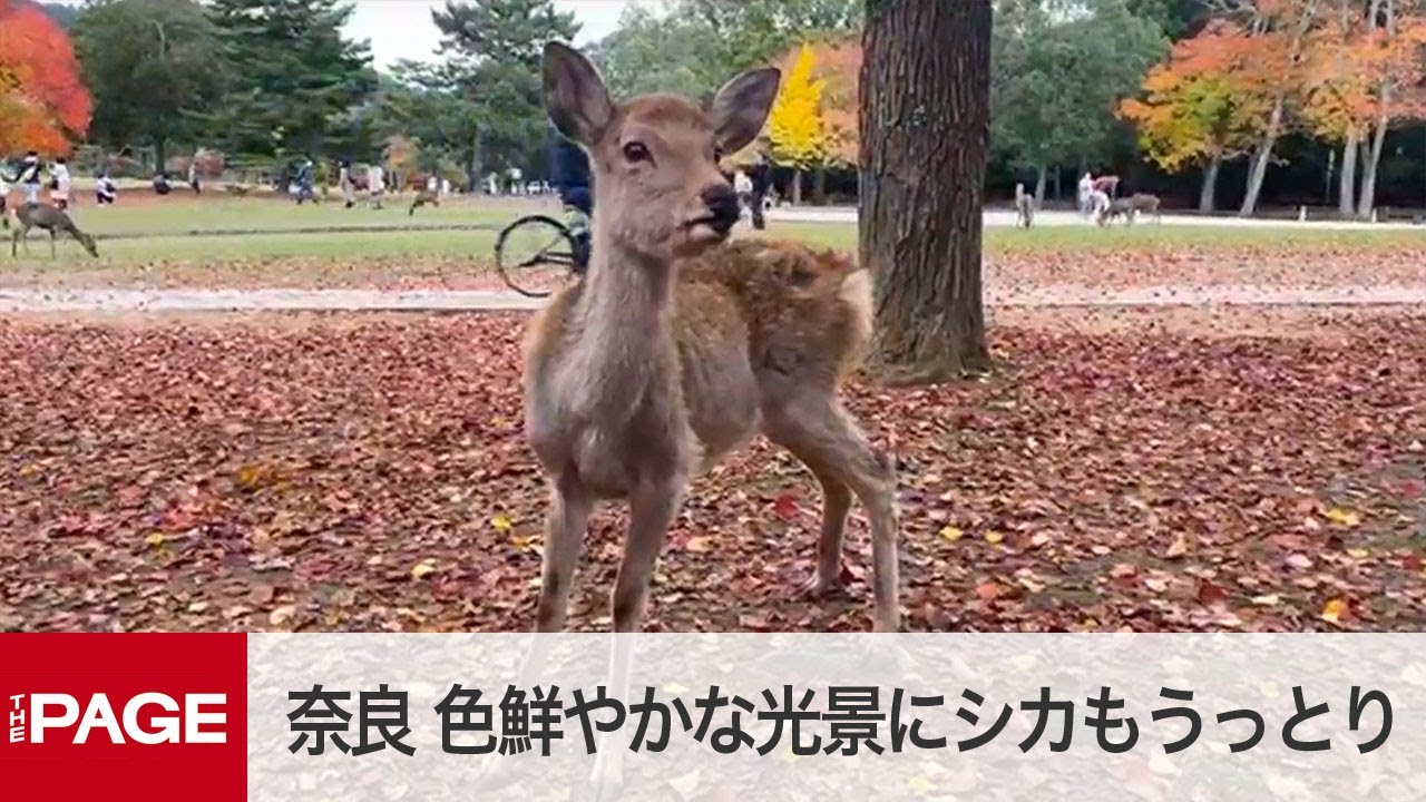 色鮮やかな光景にシカもうっとり 奈良公園の紅葉見ごろ 年11月9日 Youtube