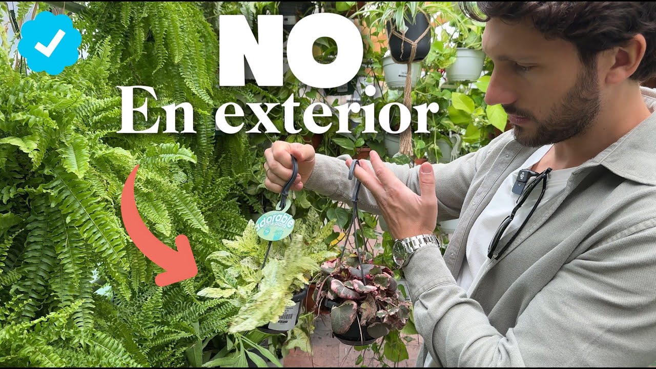 TOP 20 Plantas Colgantes de INTERIOR