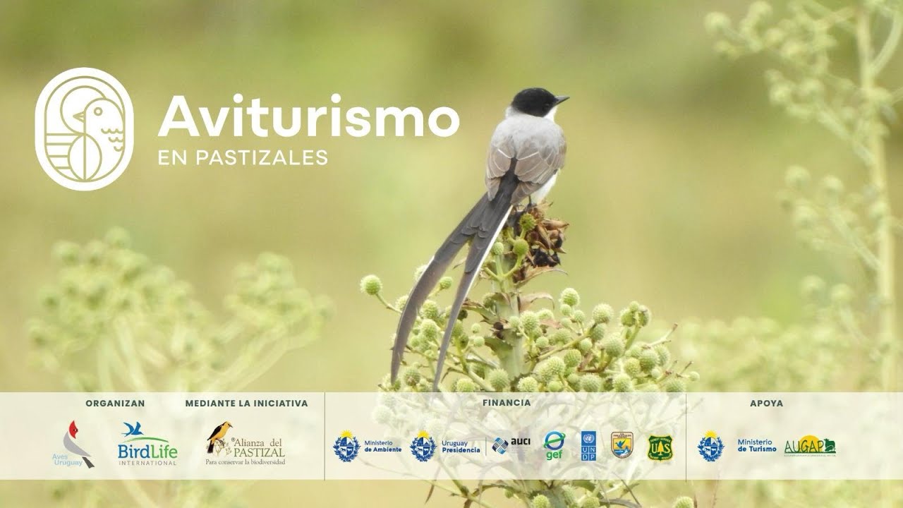 Natural Grasslands Birdwaching | Aviturismo en Pastizales