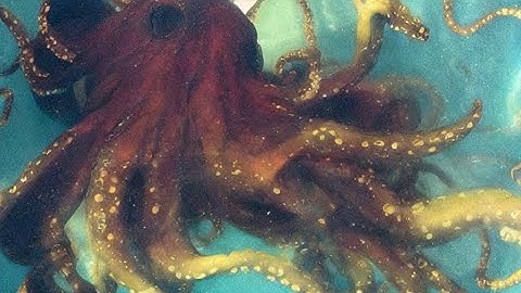 Octopush - Deforum Animation