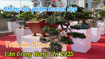 Những tác phẩm BONSAI ĐẸP tại triển lãm VĂN GIANG HƯNG YÊN 2025. Cây HOA ĐẠI BONSAI.