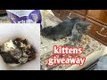 kittens give away // ready for new home