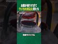 #Shorts ウジ虫シチューを食べてみよう
