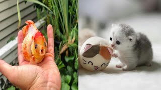 💗Funny Baby Fails In Action - Funny Baby Videos Compilation😍 2020 || #29 || CuteAN Animals