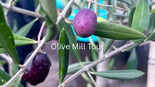 An Olive Mill Tour #oliveoil #olivetree #orchard #natural #organic #fresh #garden