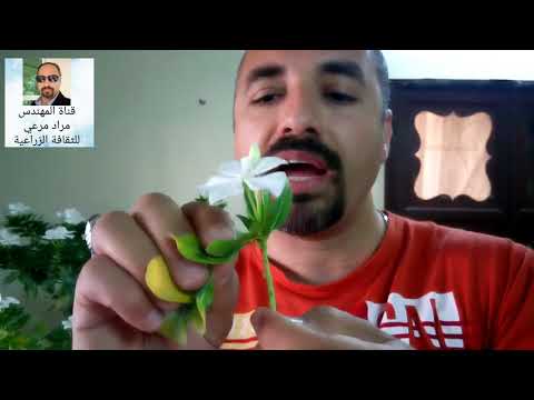 ونكا عين البزون زهرة معمرة لكل منزل طرق تكاثر ورعاية لتزهير قوى  حلقة 161