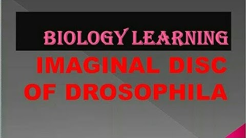 Dissection of Imaginal Discs from 3rd Instar Drosophila Larvae