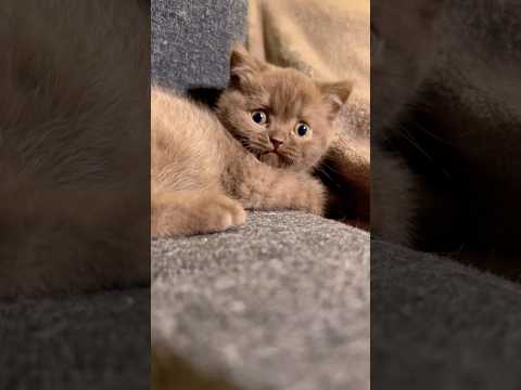 فسقلی همیشه آماده ی بازی     گربه بچه گربه   