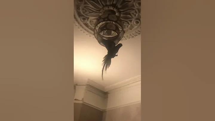 donald does Acrobatics