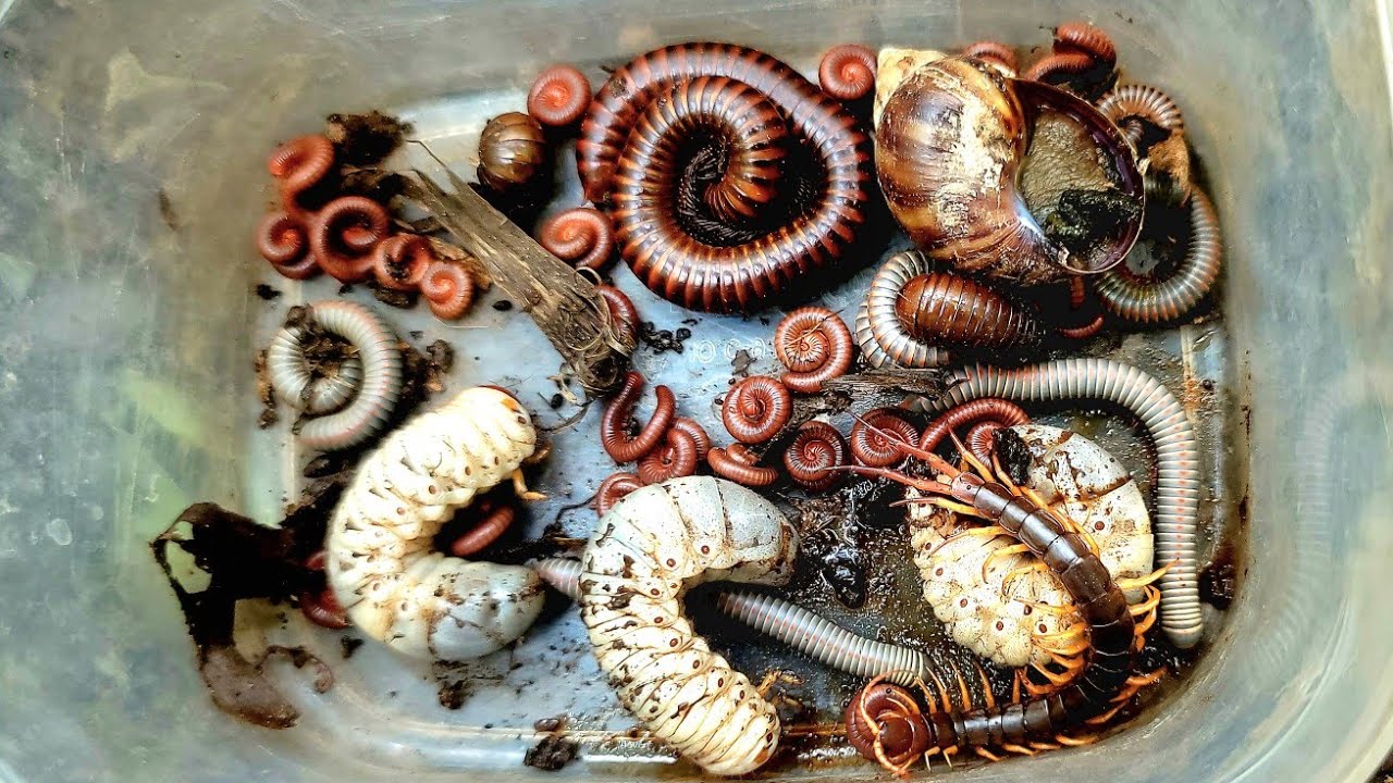 millipede, scorpion, centipede, snail, Red Worms zone