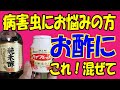 病害虫にお悩みの方　お酢にこれ！混ぜて